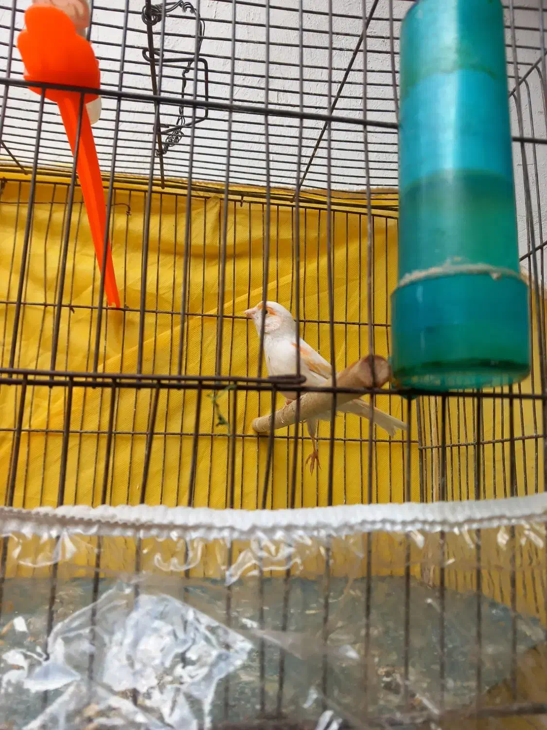 قناری مزایکی سرخ ماده اماده سهره خاکی قفس مهردار|پرنده|مشهد, شهید معقول|دیوار