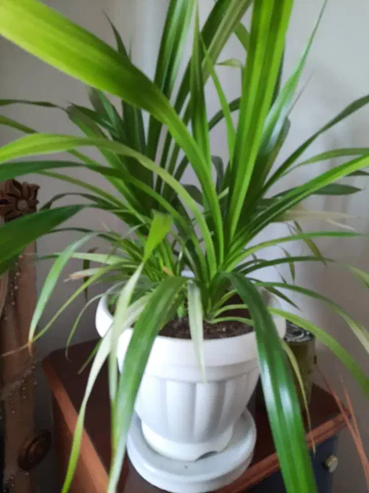 گل گندمی|گل و گیاه طبیعی|صدرا-فارس, فاز ۱|دیوار