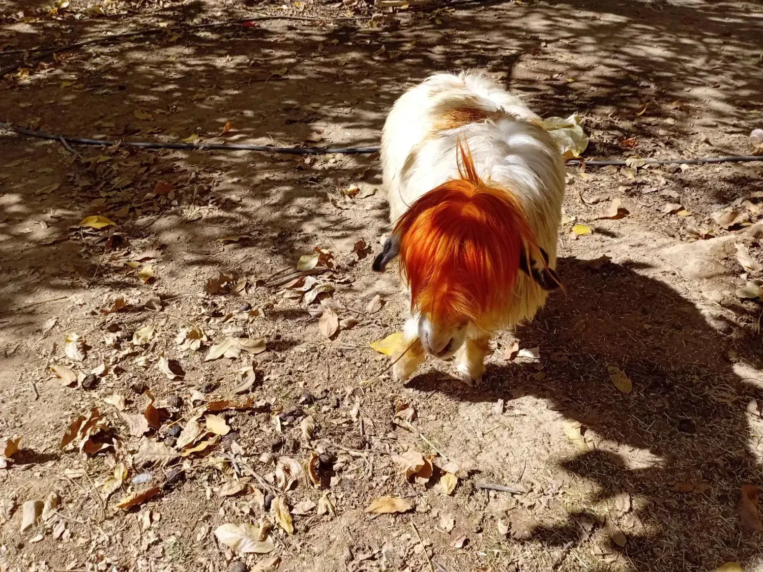 میش روزگاری|حیوانات مزرعه|بازفت, |دیوار