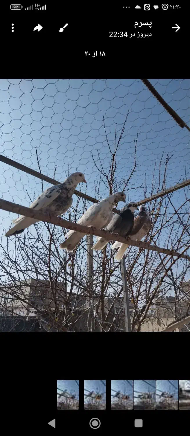 کبوتران پرشی|پرنده|ابهر, |دیوار