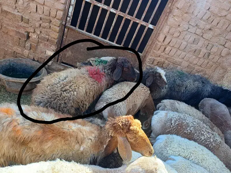 تعداد ۲میش اوستن فووری|حیوانات مزرعه|تربت جام, امام|دیوار