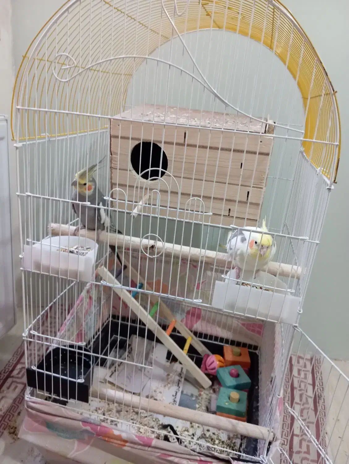 یک جفت عروس هلندی نر و ماده سالم با وسایل|پرنده|کهریزک, |دیوار