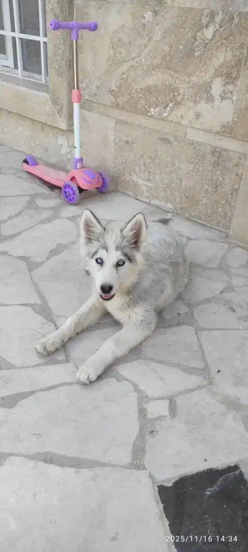 سگ هاسکی (توله)|سگ|فردیس, فردیس|دیوار