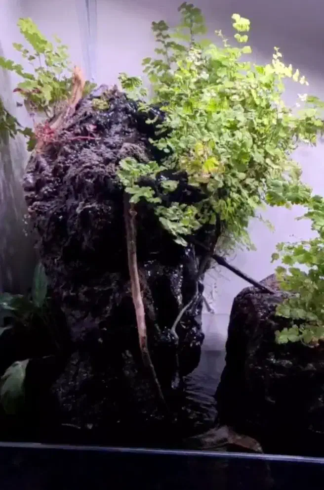 پلنت|ماهی|قم, علی آباد|دیوار