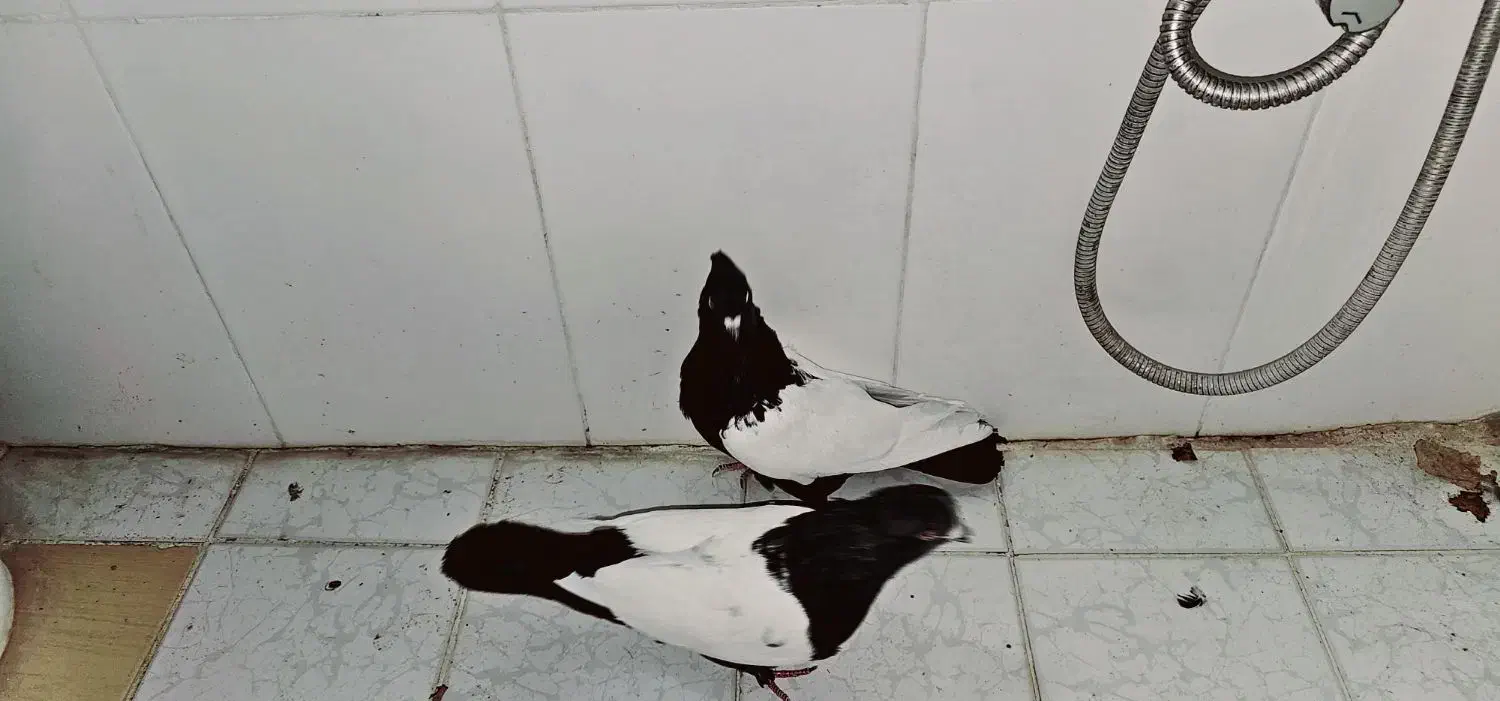 نرو ماده سینه سیاه|پرنده|گلباف, |دیوار