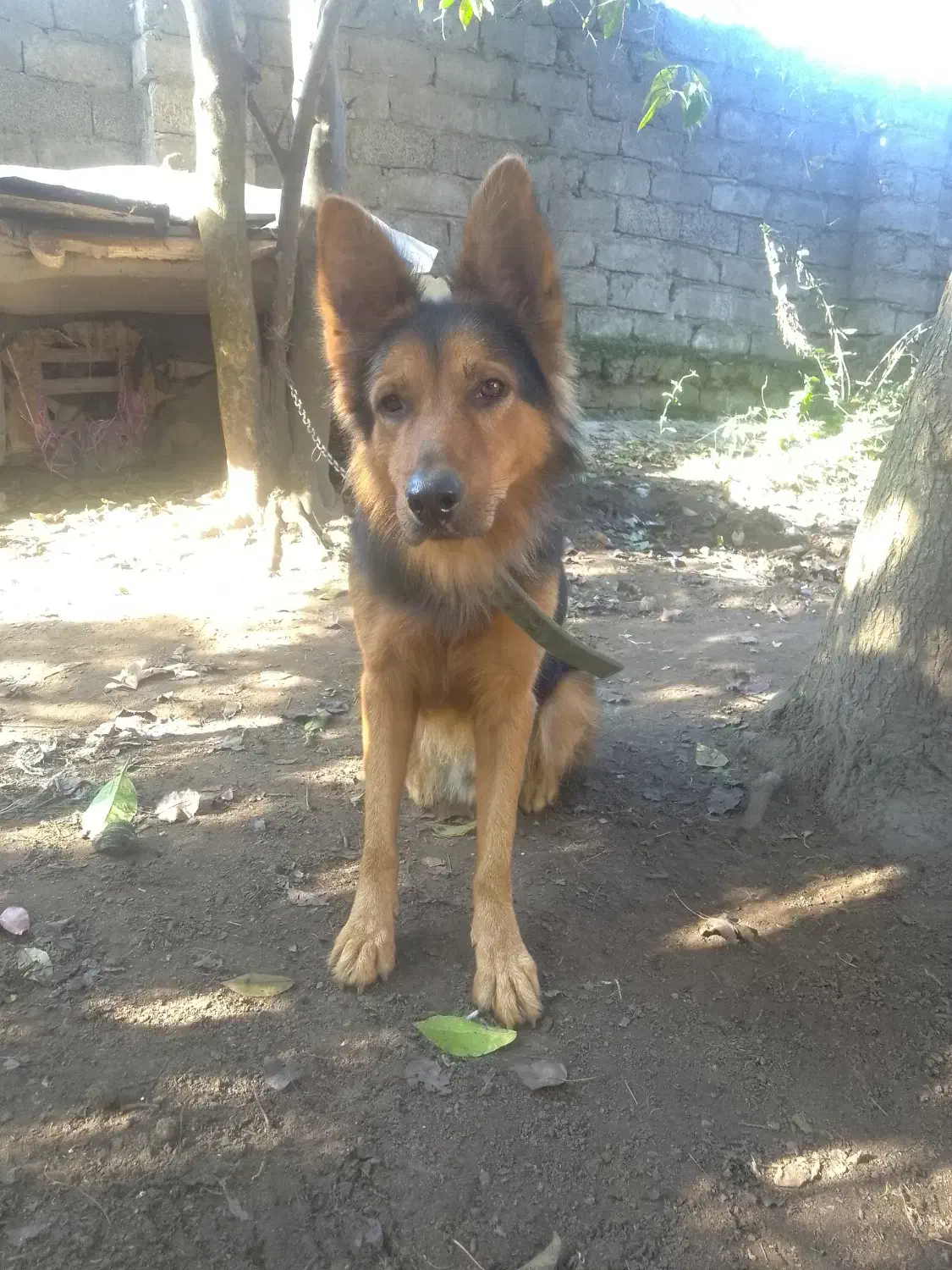 واگذاری سگ شولاین|سگ|لولمان, |دیوار