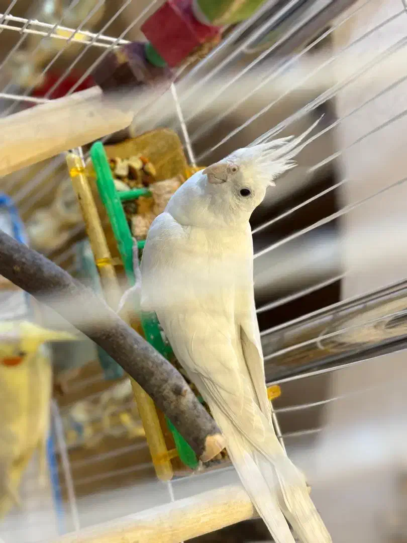 عروس هلندی|پرنده|ایرانشهر, |دیوار