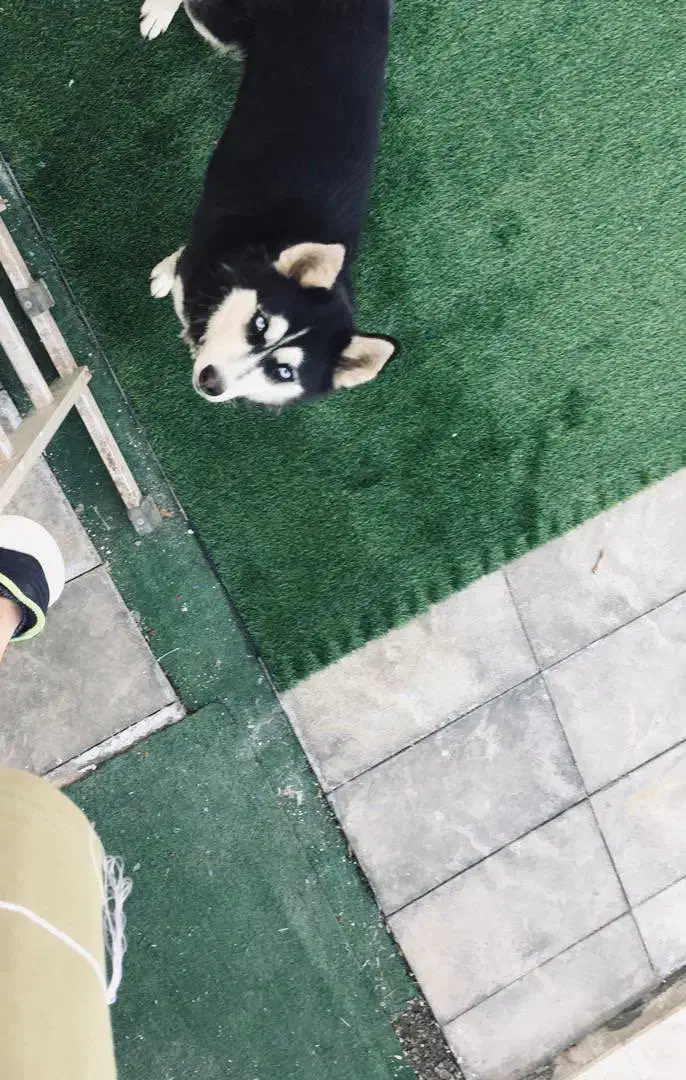 سگ هاسکی|سگ|پلنگ آباد, |دیوار