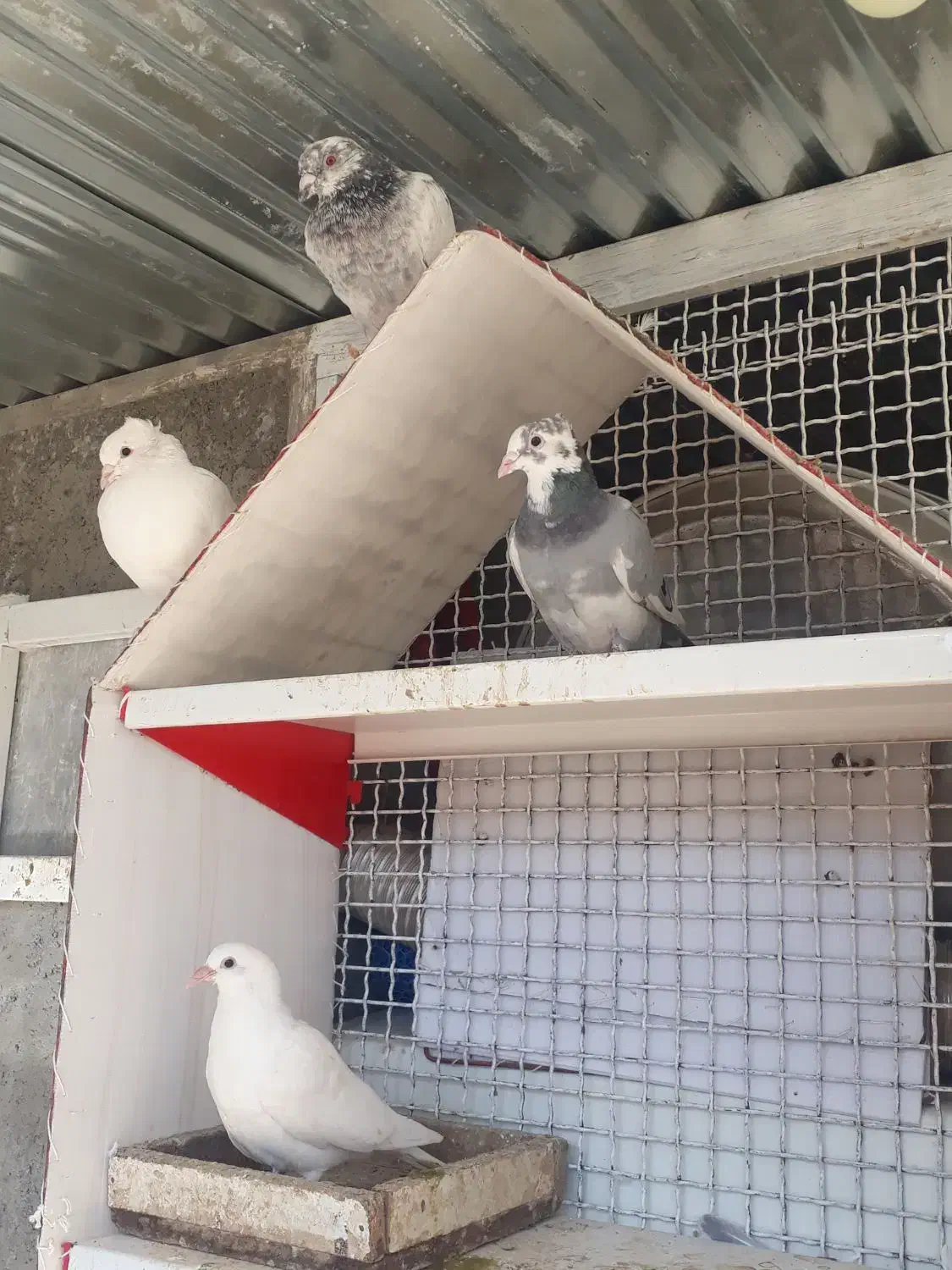 کفتر|پرنده|مهریز, |دیوار