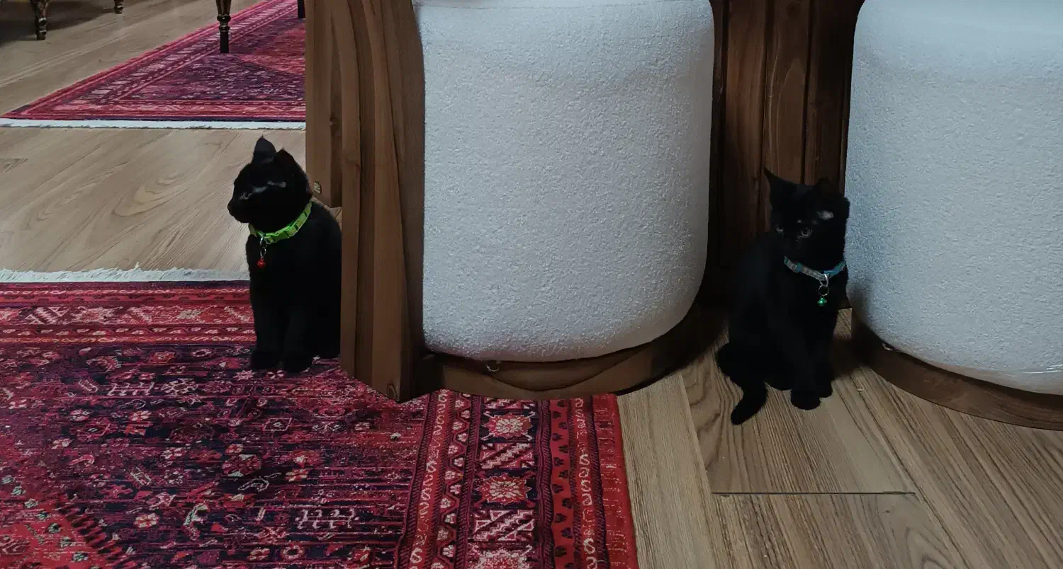 بچه گربه|گربه|همدان, |دیوار