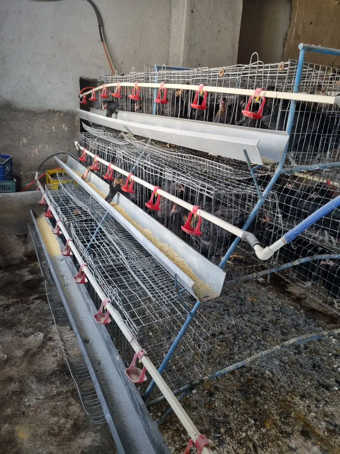 فروش قفس مرغ تخمگذار و مرغ|حیوانات مزرعه|آذرشهر, |دیوار