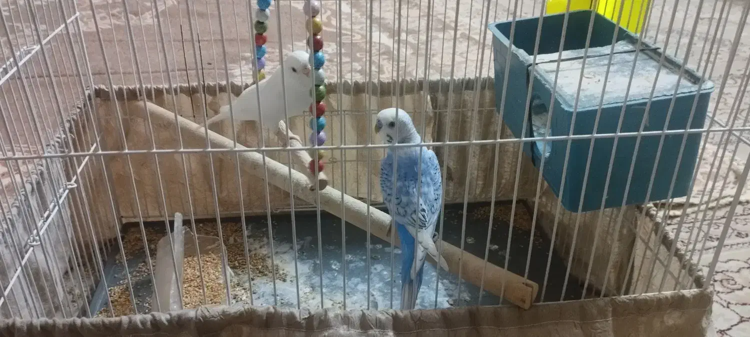 مرغ عشق جفت|پرنده|مشهد, هفت تیر (حافظ)|دیوار