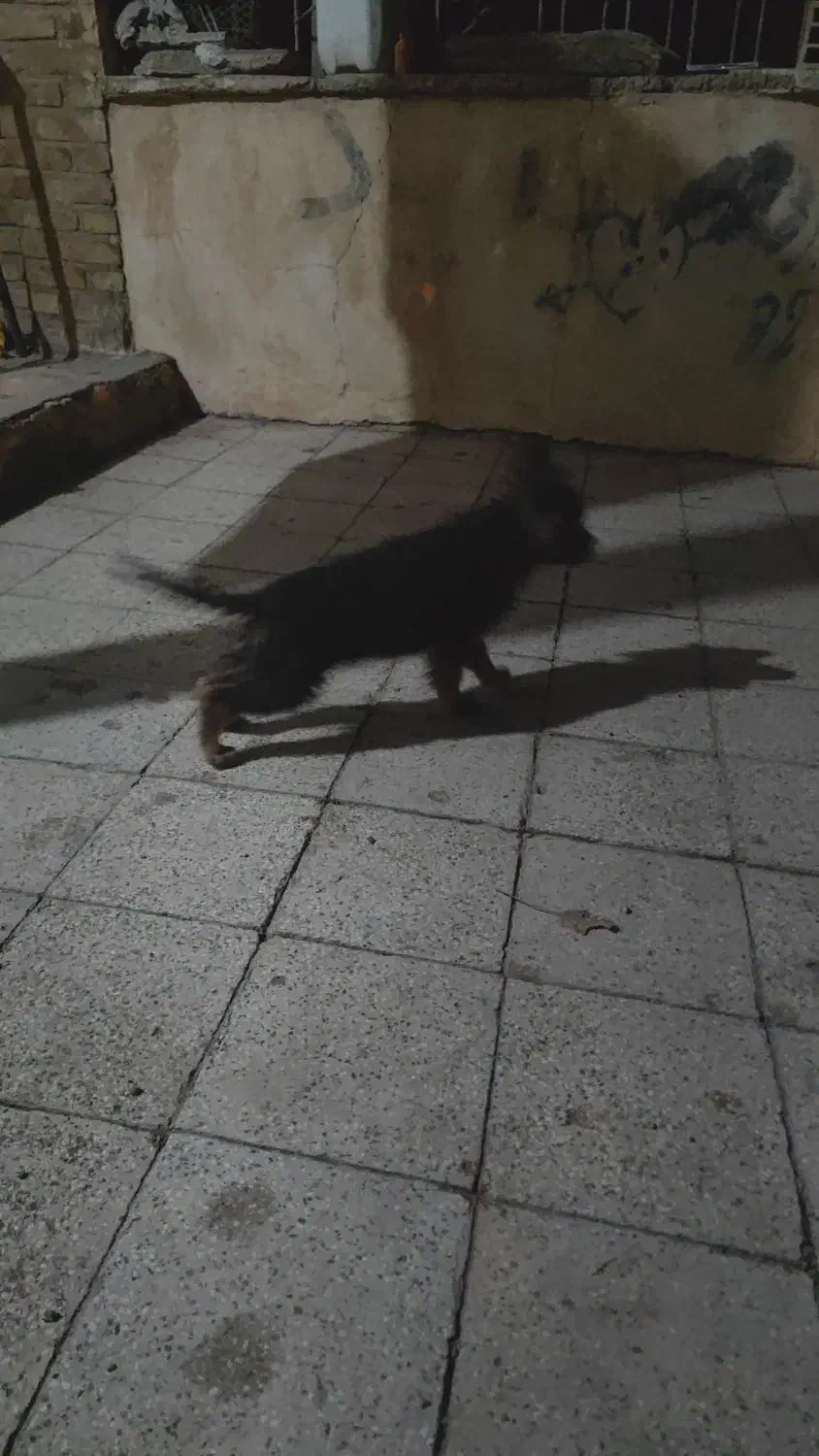 ژرمن شپرد شولاین|سگ|قزوین, |دیوار