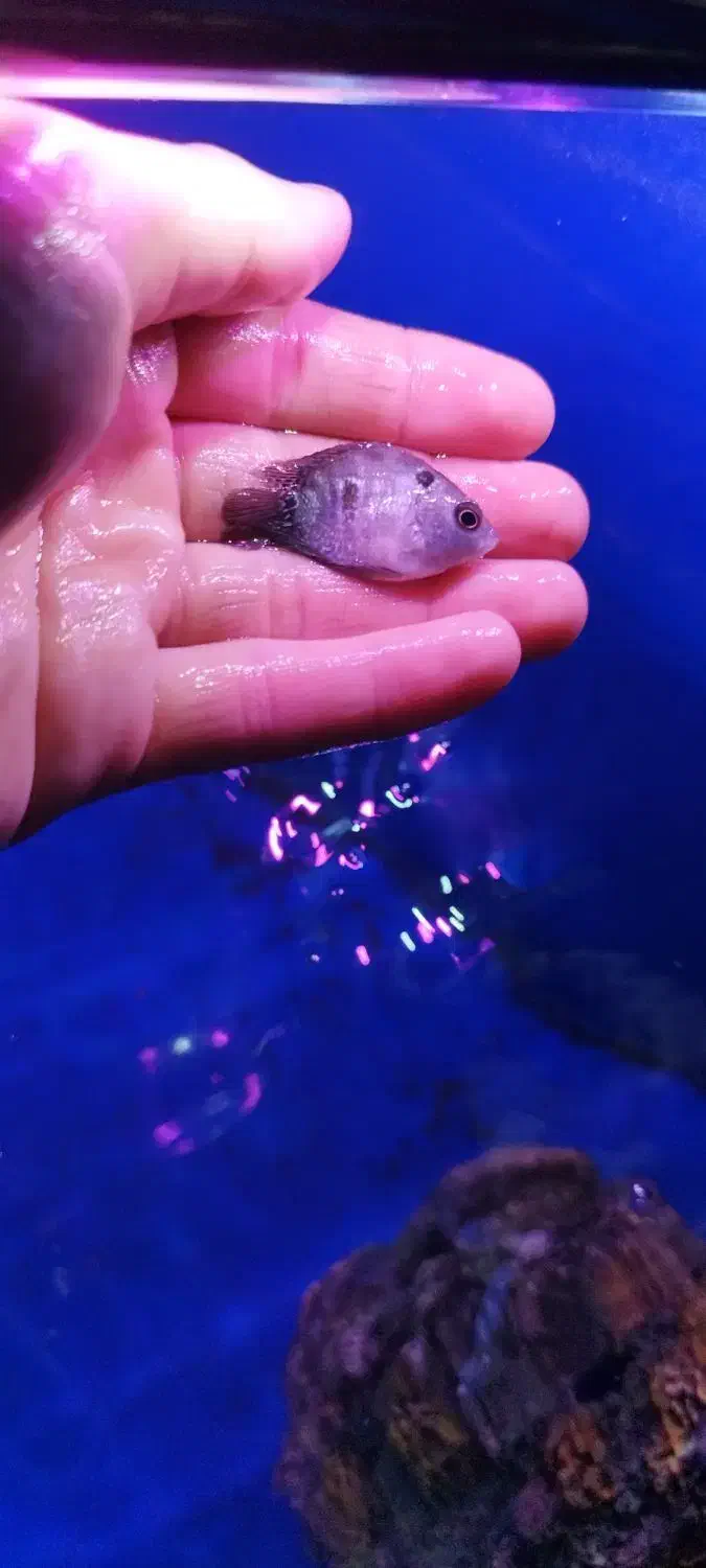 فلاور هورن|ماهی|ری, فیروزآبادی|دیوار