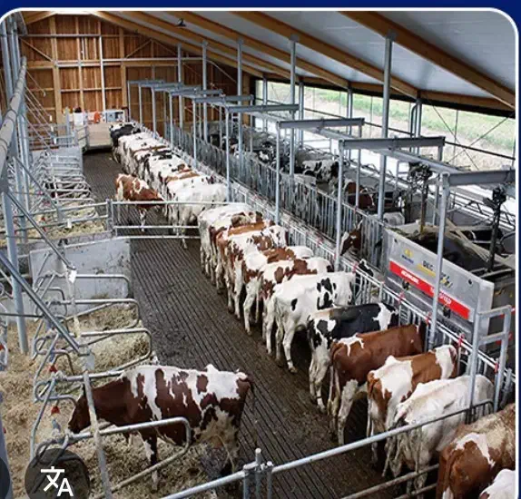 پخش شیر گاو تازه|خوردنی و آشامیدنی|باقرشهر, |دیوار