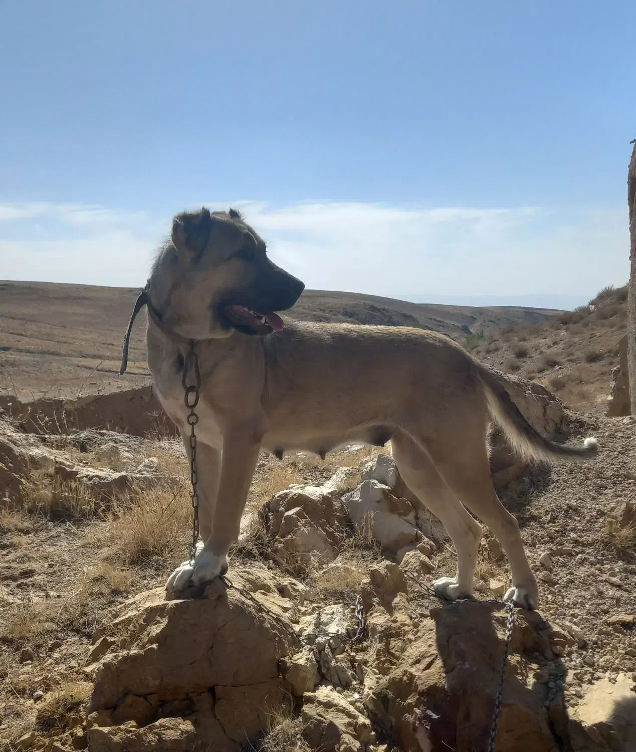 سگ سرابی ماده|سگ|زنجان, |دیوار