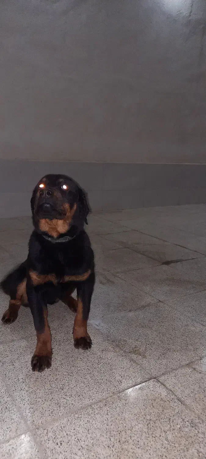 واگذاری توله رتوایلر ماده|سگ|پاکدشت, پاکدشت (مامازند)|دیوار