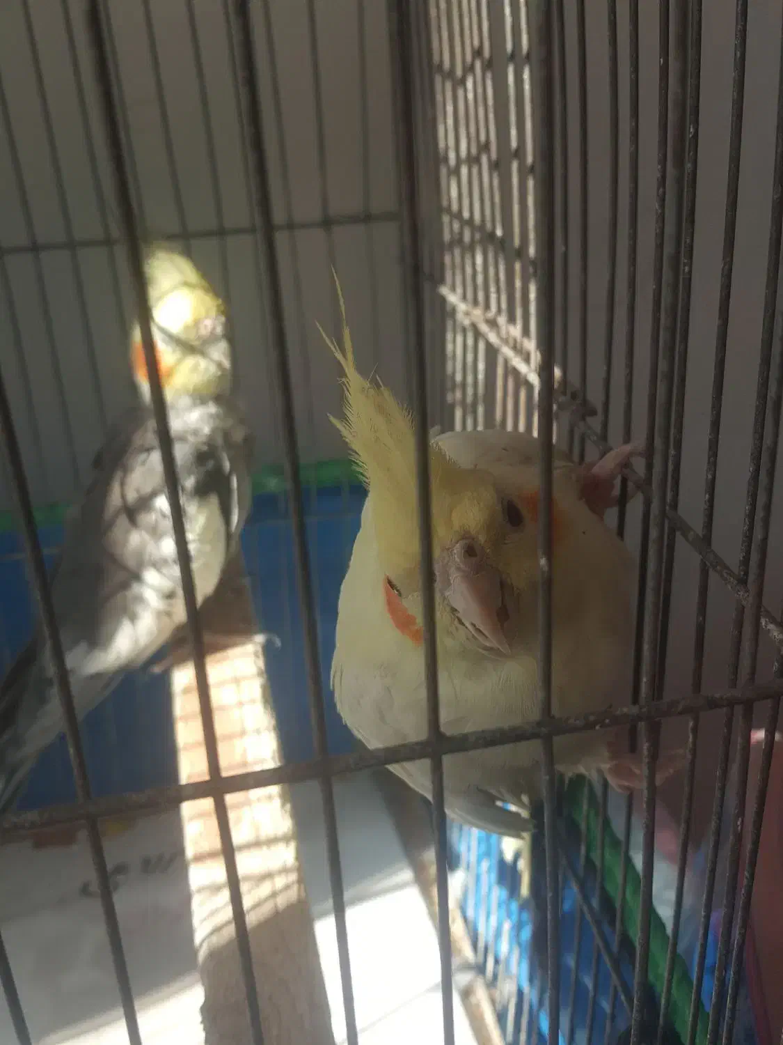 فروش عروس هلندی|پرنده|صومعه‌سرا, |دیوار