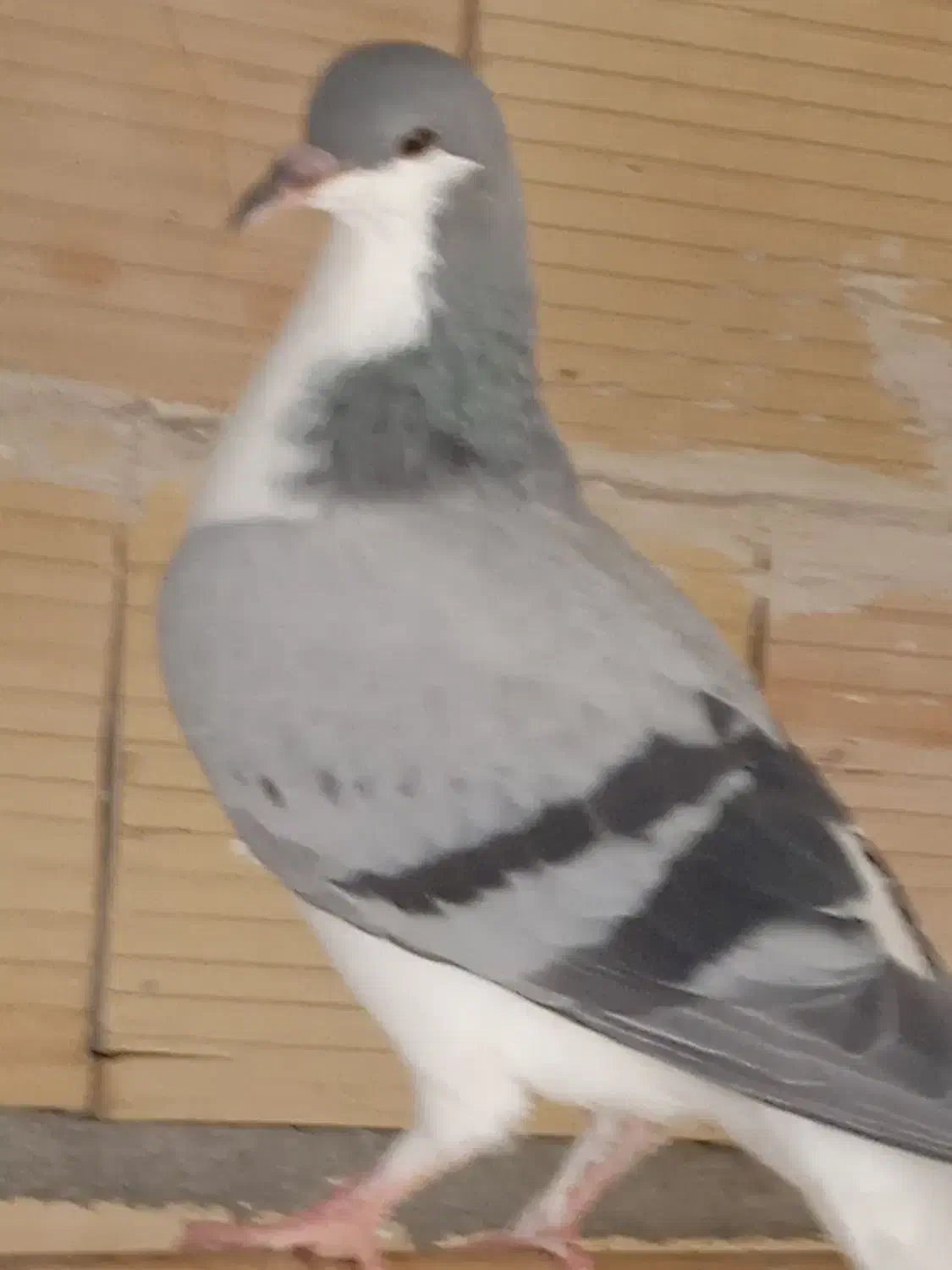 طلای،خوب خوشرنگ دوتانهصد|بدلیجات|تاکستان, |دیوار