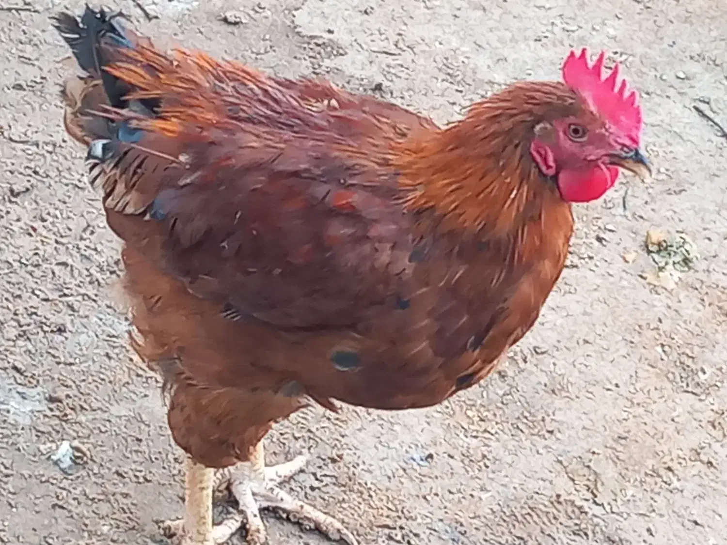 تعدادی خوروس بفروش میرسد|حیوانات مزرعه|پیشوا, |دیوار