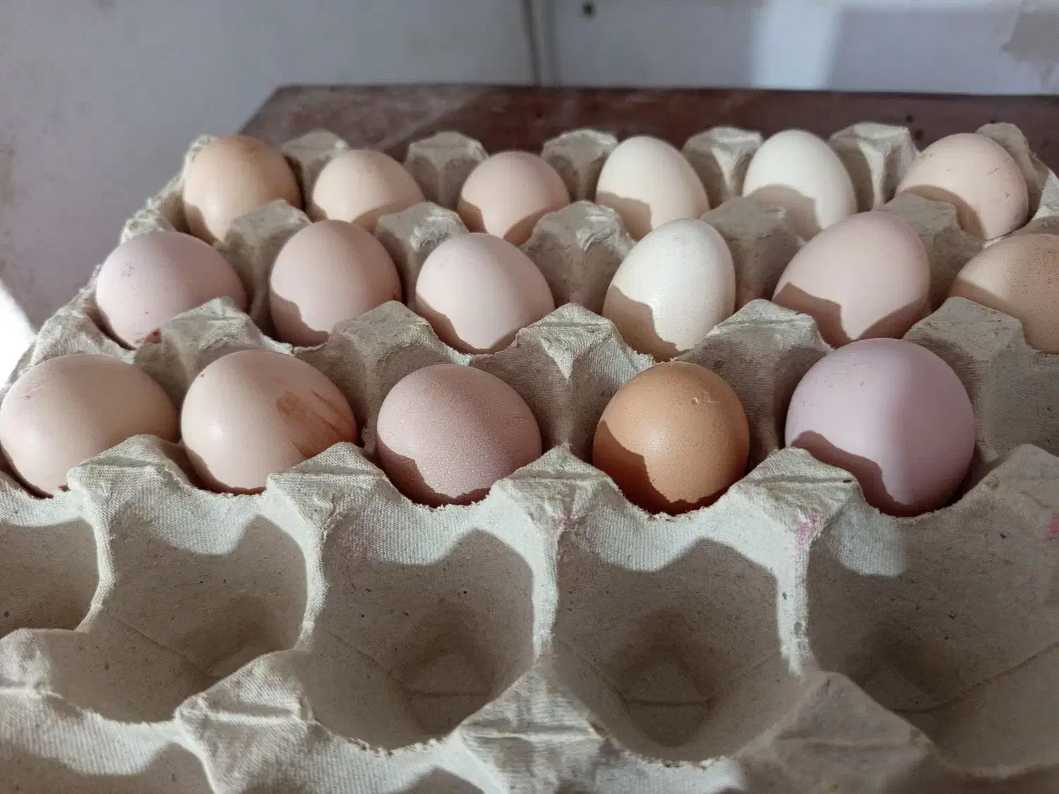 تخم مرغ محلی تازه|خوردنی و آشامیدنی|کرمان, |دیوار