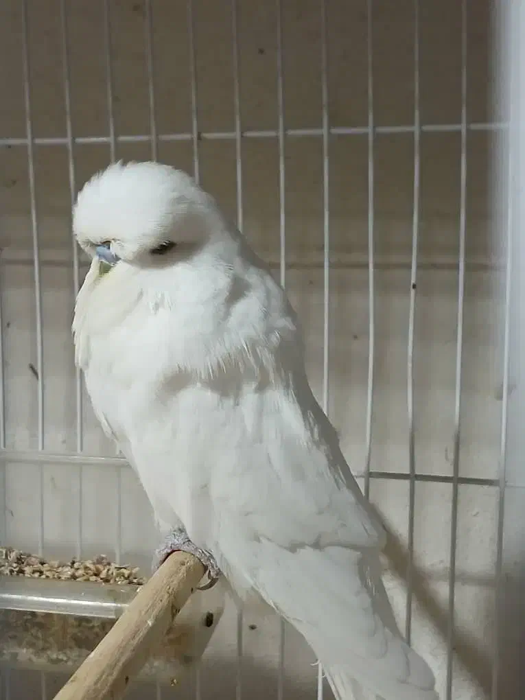 مرغ عشق انگلیسی گرید آ و قفس|پرنده|گرگان, |دیوار