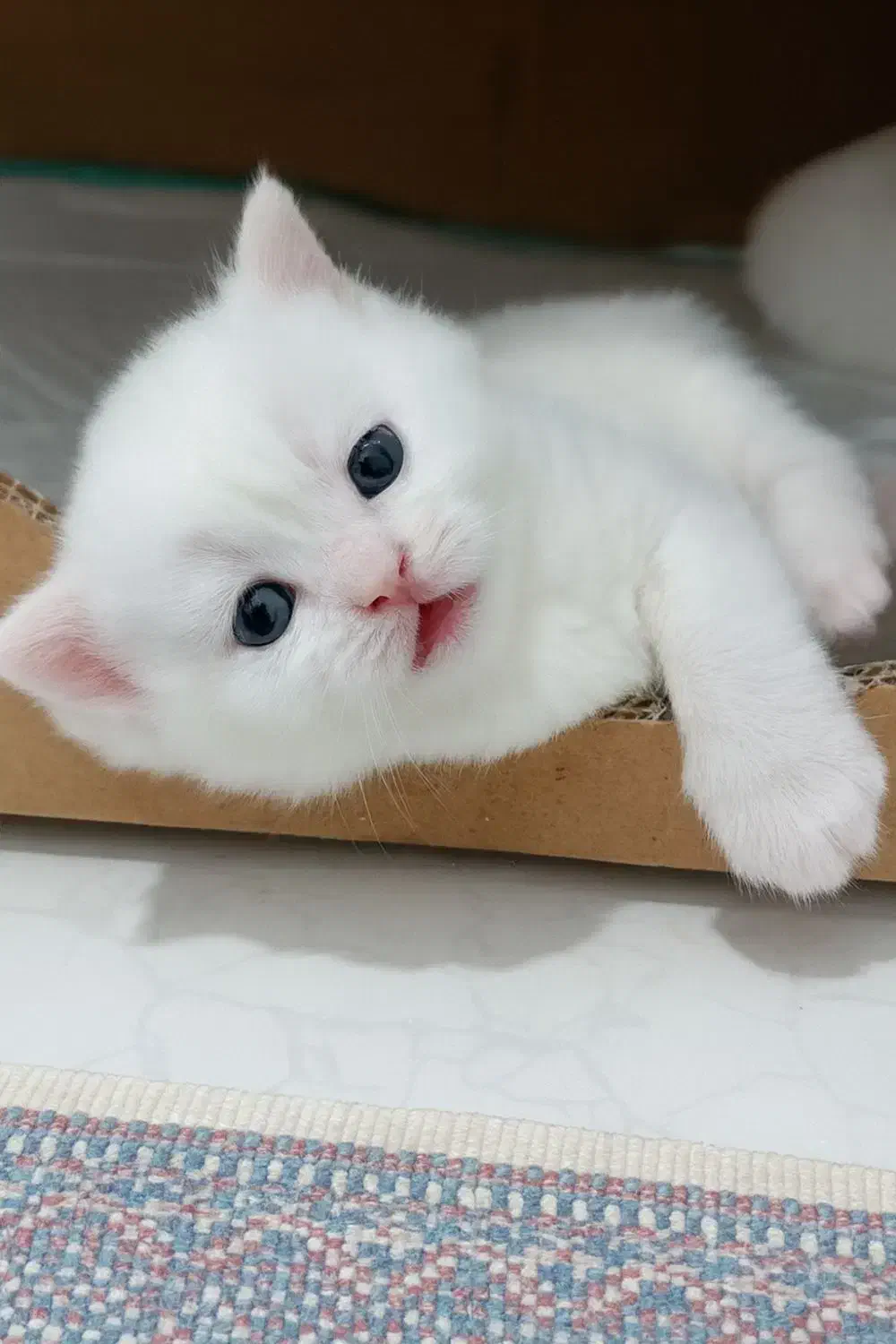 بچه گربه بیریتیش و اسکاتیش|گربه|کرج, گوهردشت|دیوار