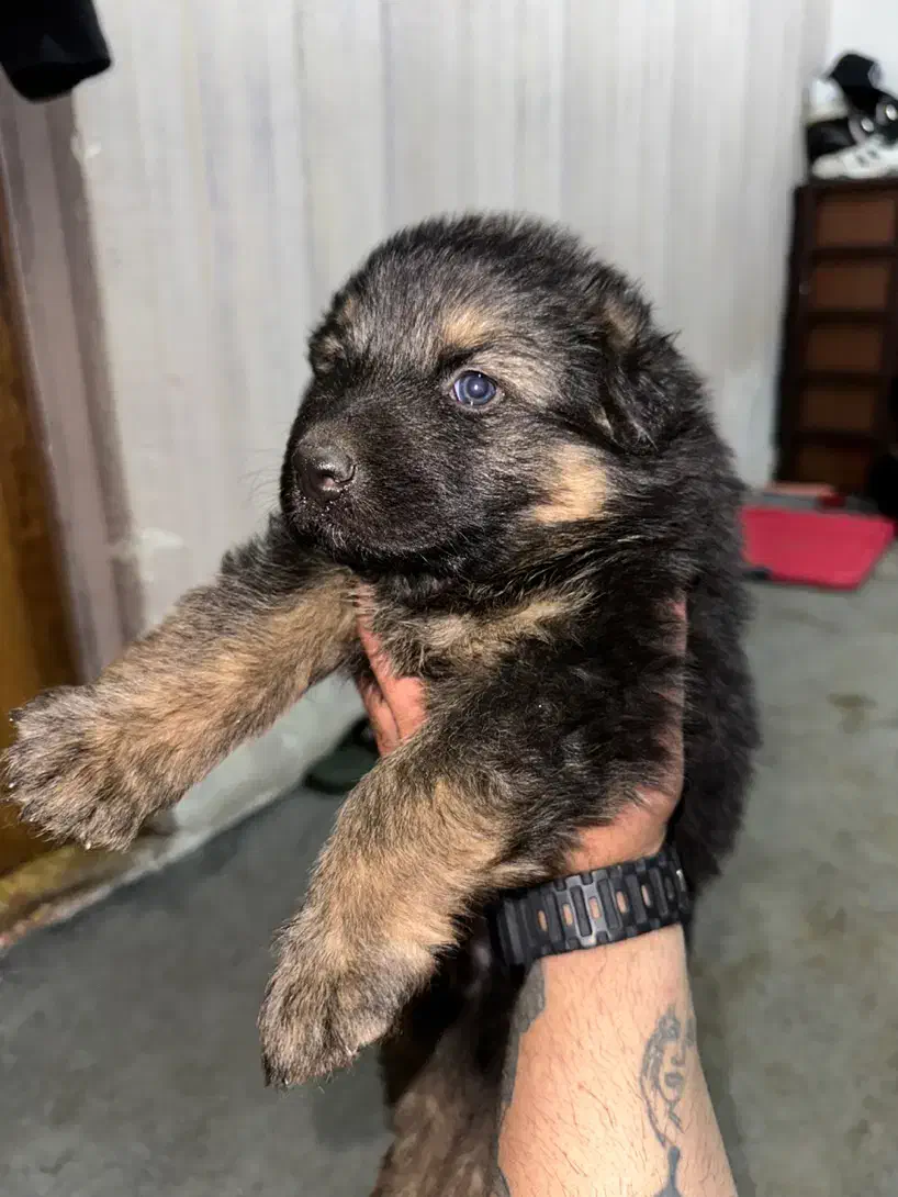 ژرمن شولاین نر کینگ سایز|سگ|شیراز, بعثت|دیوار