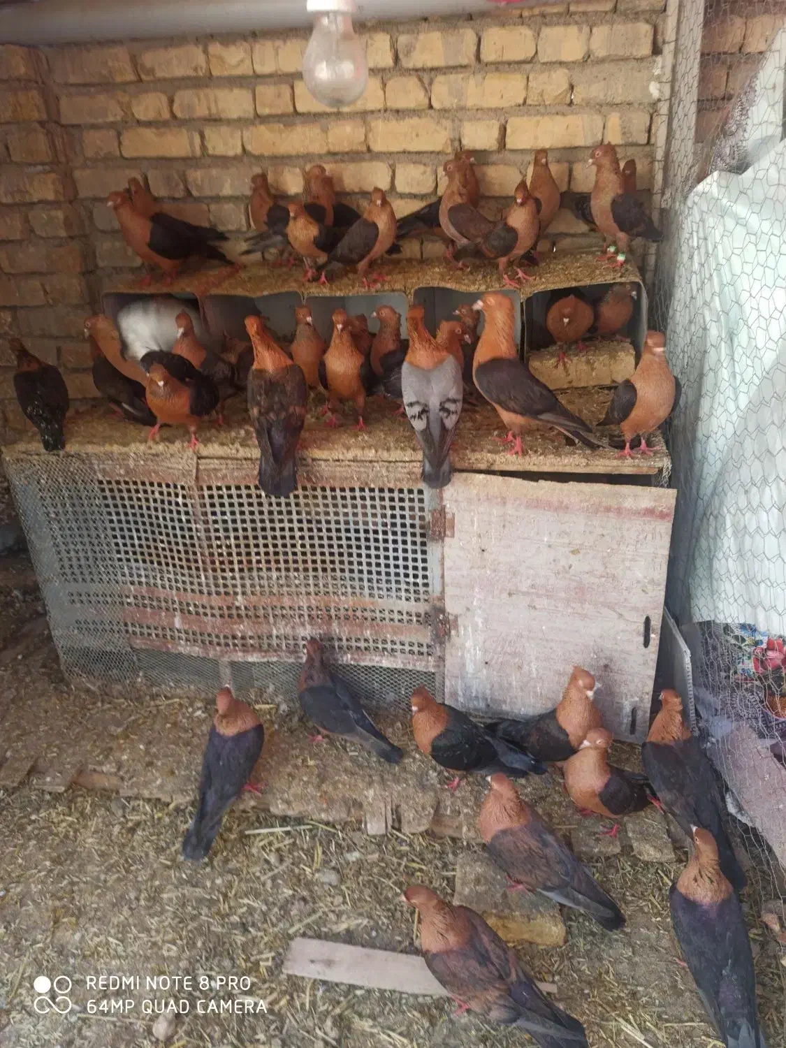 آرشینگل|پرنده|باغ بهادران, |دیوار