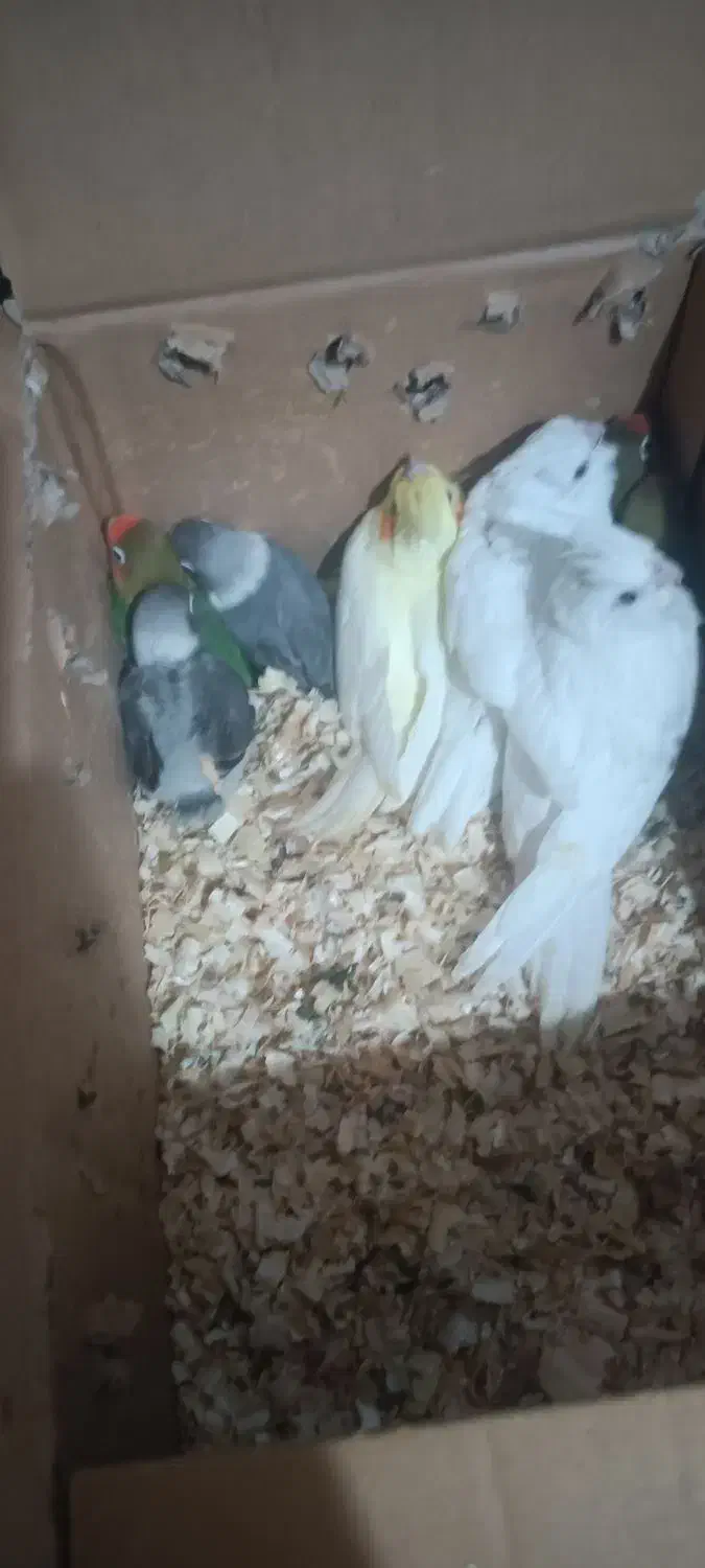 جوجه عروس هلندی و کوتوله سرلاکی|پرنده|بم, |دیوار