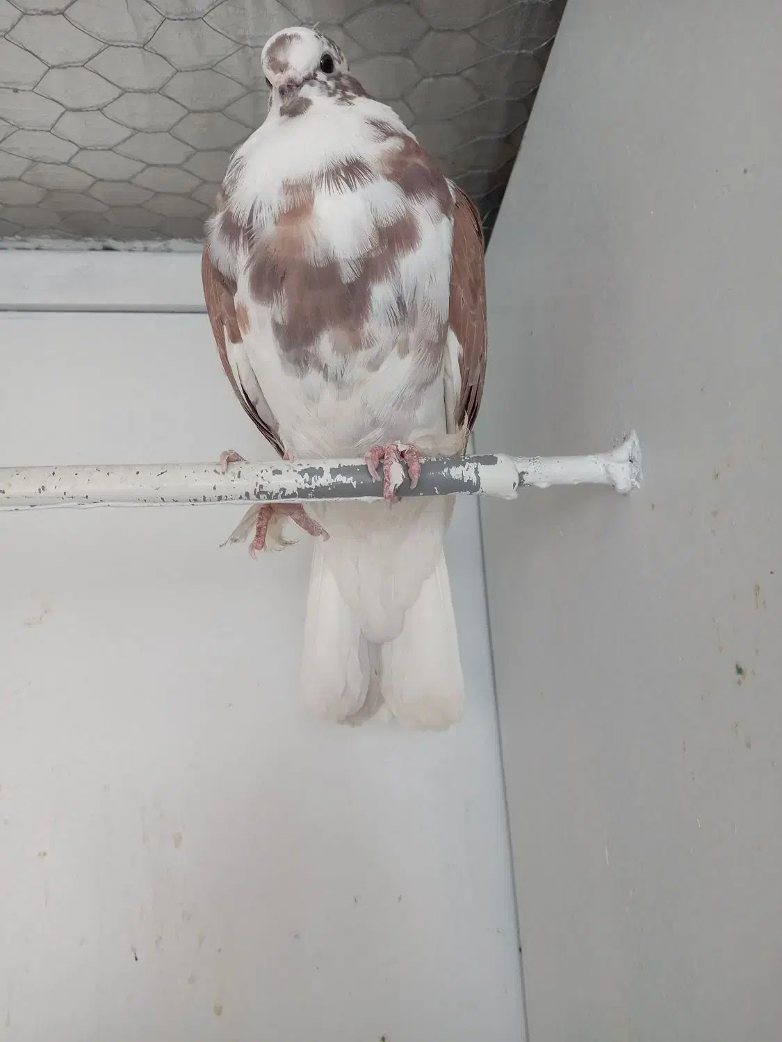 جوجه کبوتر پشت دار قرمز دم سفید پرشی|پرنده|تهران, هفده شهریور|دیوار