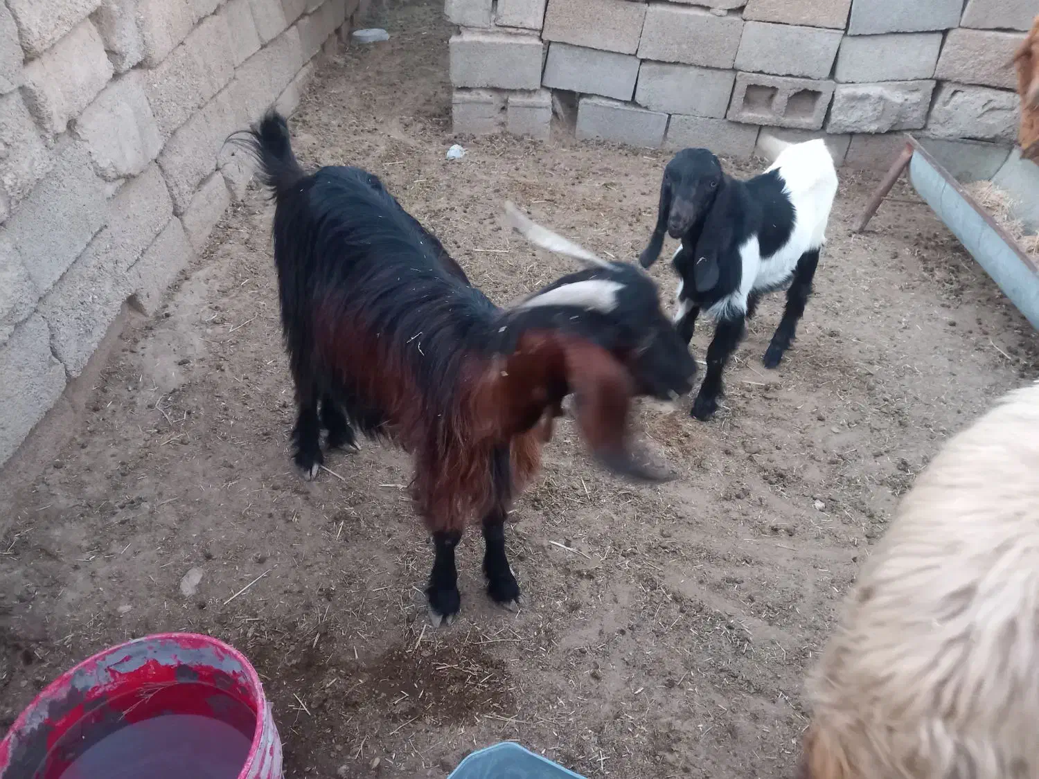 دو عدد بز ماده|حیوانات مزرعه|بندر ماهشهر, |دیوار