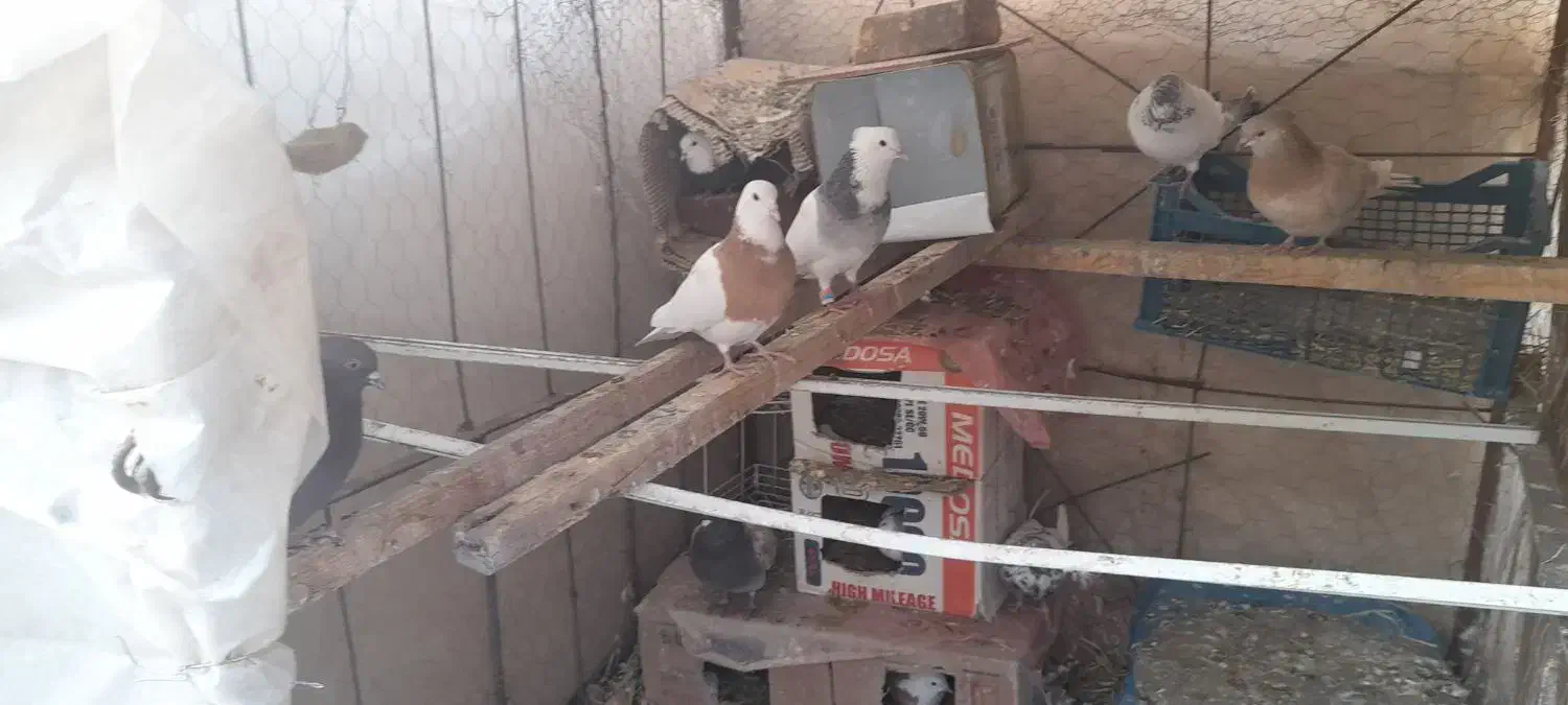 فروش فوری 23کبوتر همه نوع با جوجه هاش|پرنده|لنجان, |دیوار