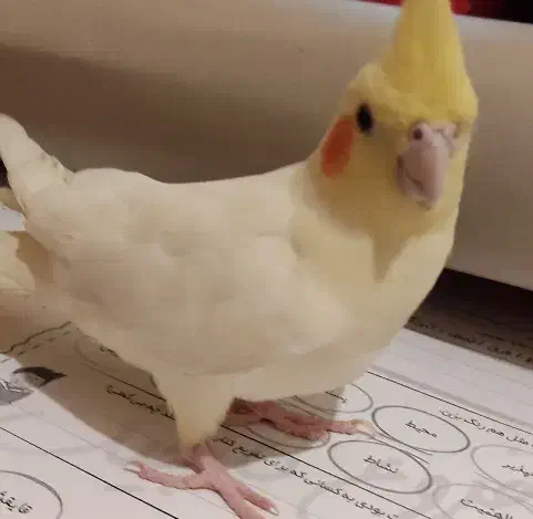 عروس هلندی دستی|پرنده|اهواز, آریاشهر|دیوار