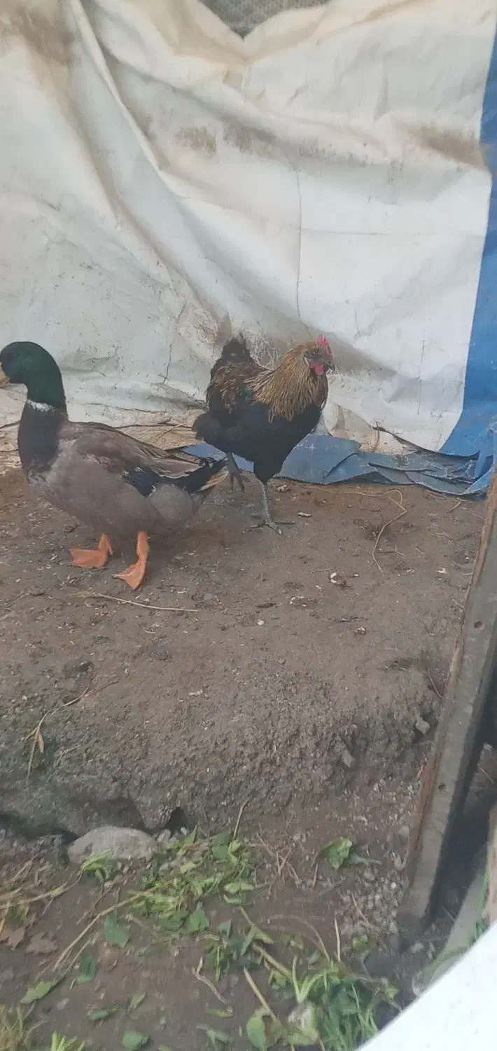مرغ محلی خروس محلی ۵۰۰|حیوانات مزرعه|چالوس, |دیوار