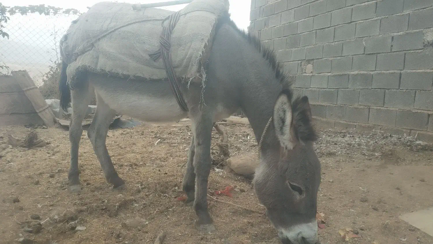 خره همه چیز تمام(عر عرک)|حیوانات مزرعه|بجنورد, |دیوار