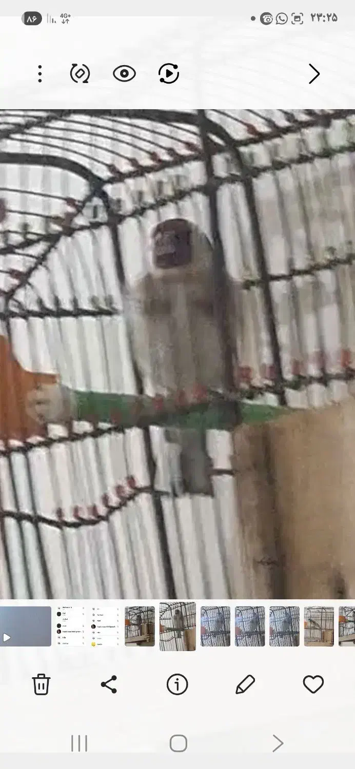 سهره قلمی|پرنده|مسجد سلیمان, |دیوار