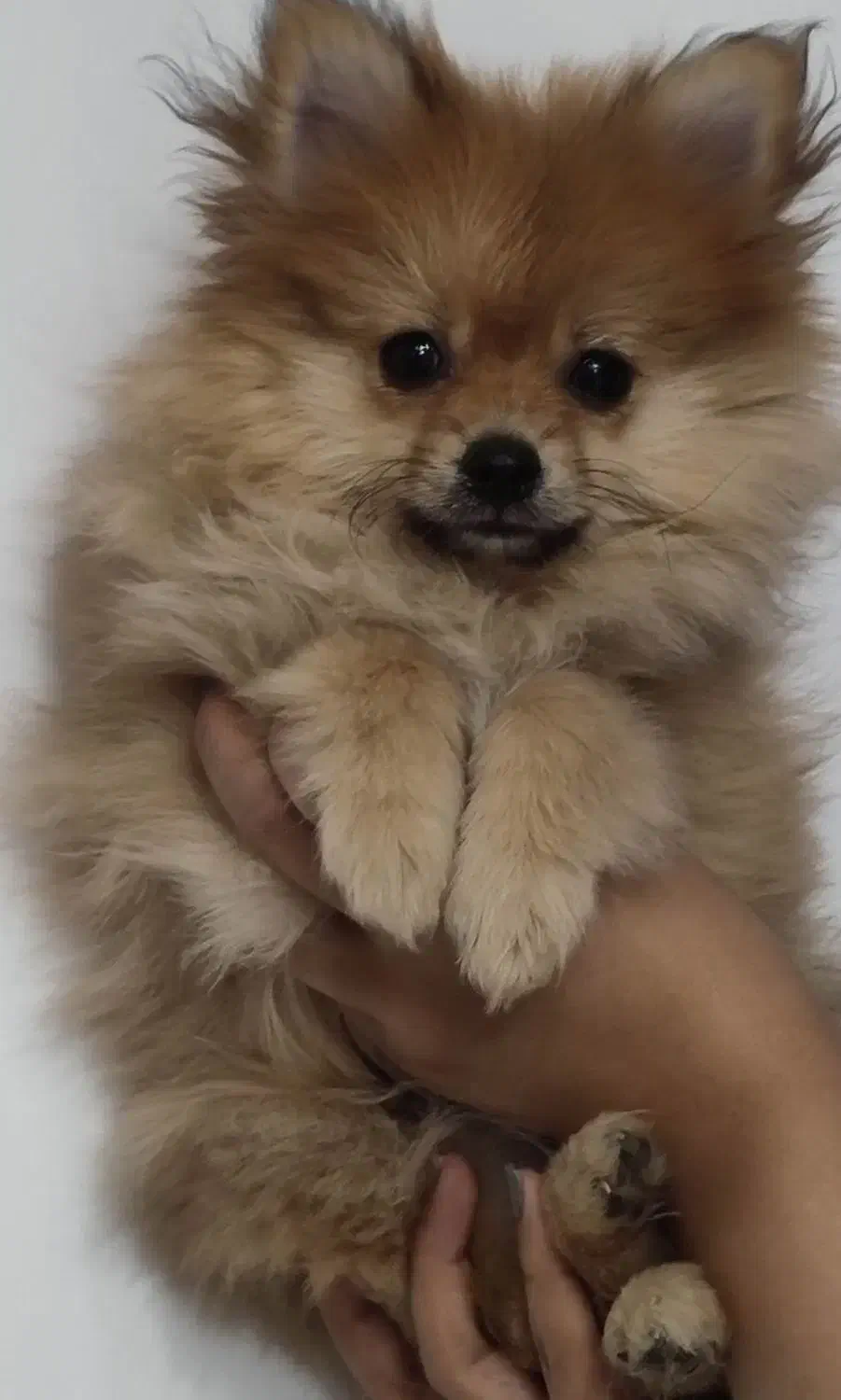 پامرین روباهی سایز ریز|سگ|شیراز, فضلآباد|دیوار