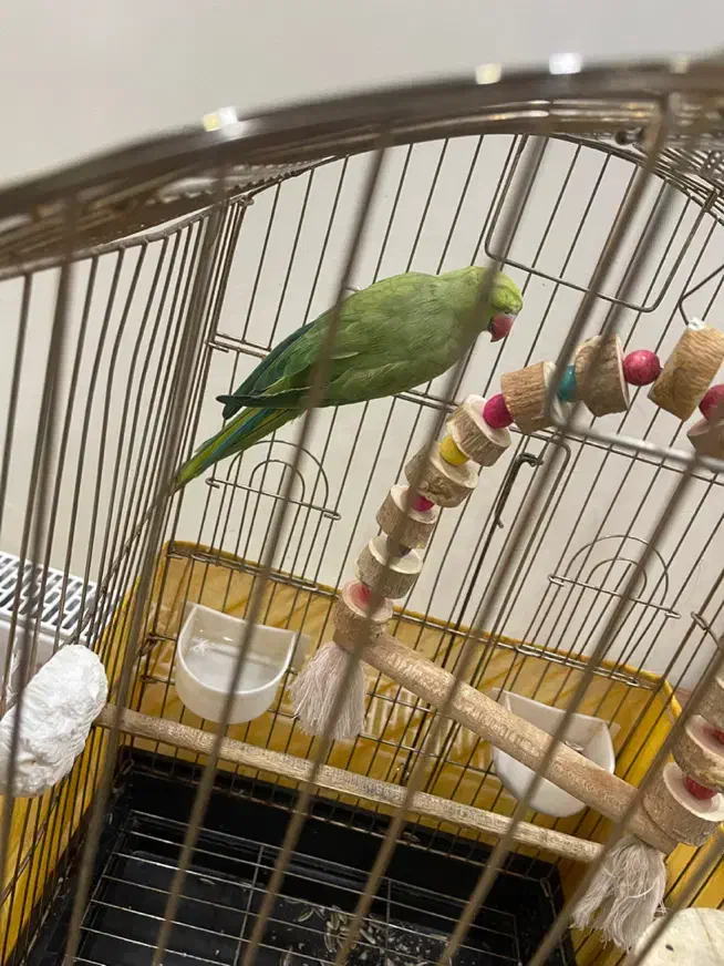 طوطی ملنگو|پرنده|کرج, شهرک صدف|دیوار