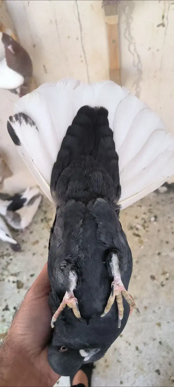 تعدادی ماده درجه یک|پرنده|مرودشت, فیروزی|دیوار