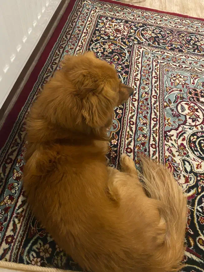 سگ پاکوتاه|سگ|یزد, |دیوار