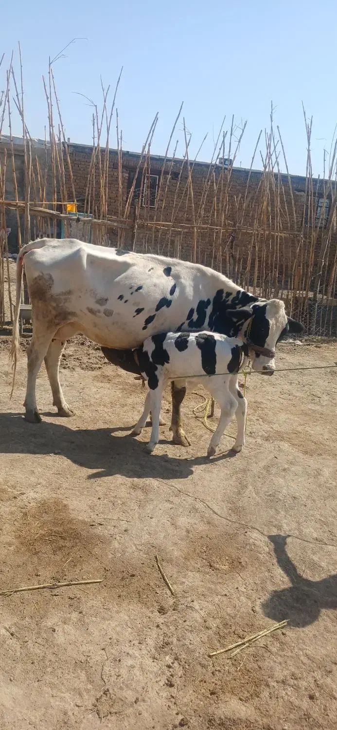 گاوفروش|حیوانات مزرعه|آبدانان, |دیوار