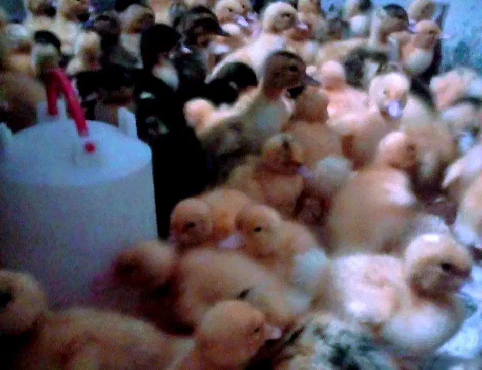 حیوانات خانگی عموحسن|اسباب‌بازی بچه|قائن, |دیوار