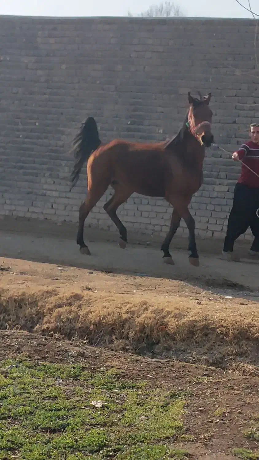 اسب|اسب و تجهیزات اسب‌سواری|خمینی‌شهر, |دیوار