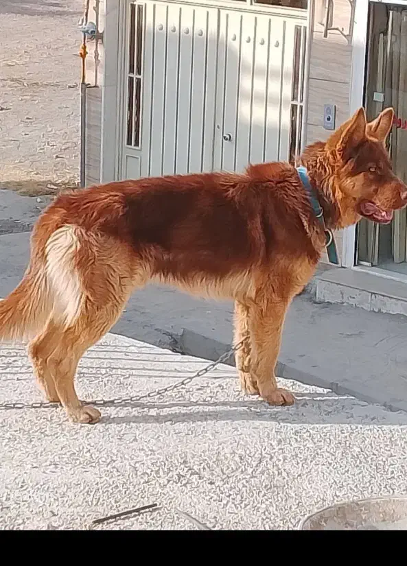 توله.سگ ژرمن شپردکینک سایز۱۴ماه شناسنامه دارمعاوضه|سگ|محمدشهر, محمدشهر|دیوار