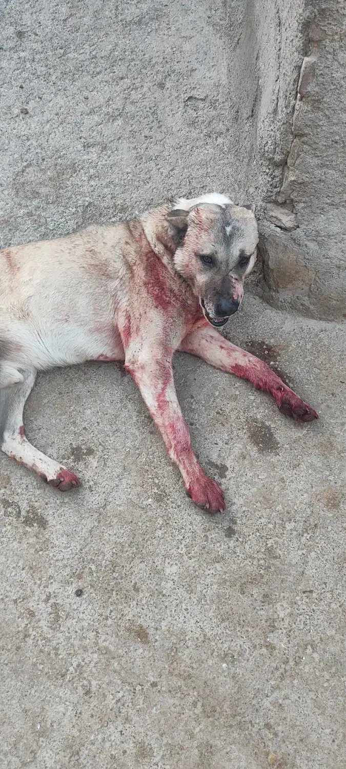 سگ.|سگ|سنقر, |دیوار