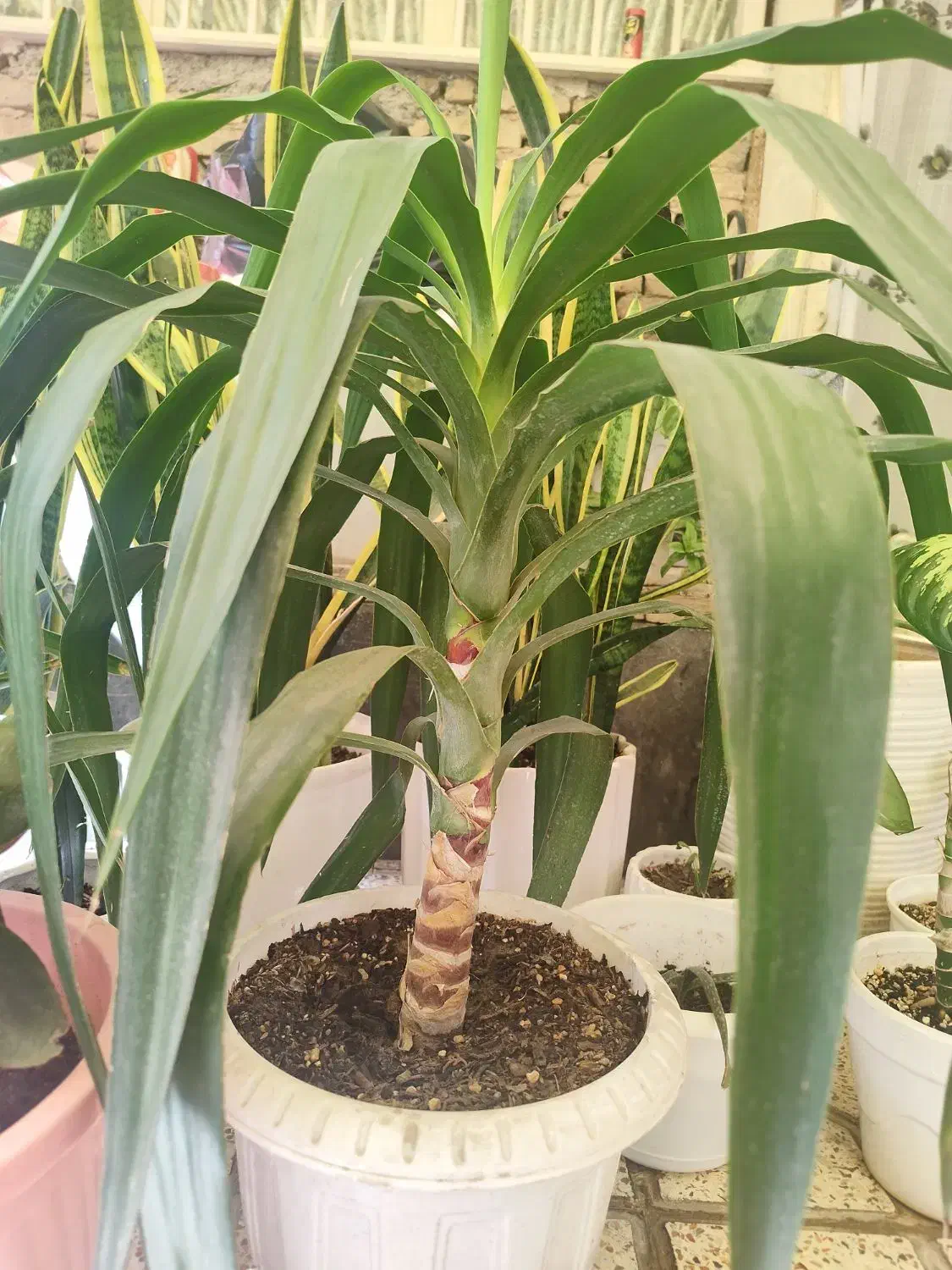 گل شمشیری|گل و گیاه طبیعی|بهارستان, |دیوار