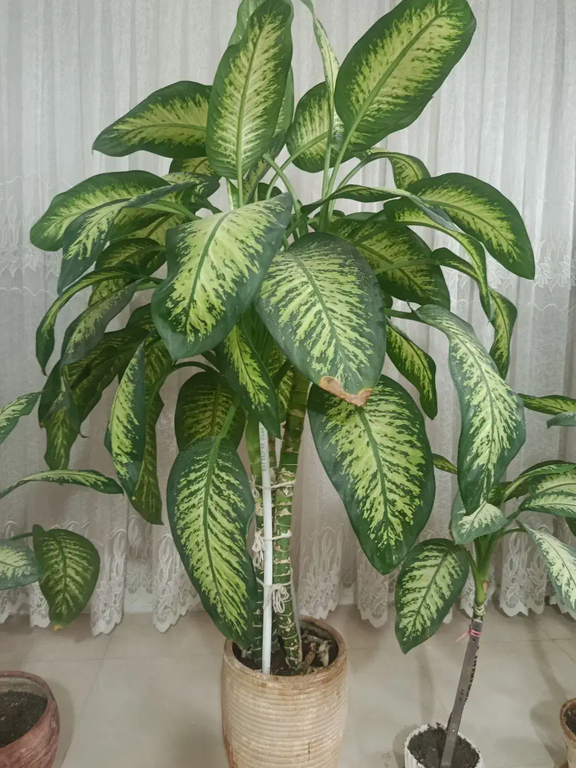 گل دیفین باخیال|گل و گیاه طبیعی|مشهد, کوشش|دیوار