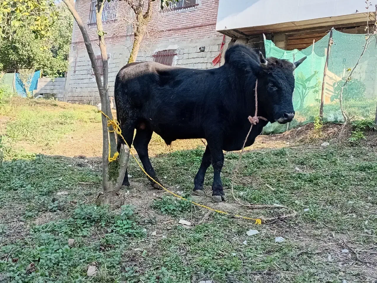 گاو و کل محلی دست پا بلند|حیوانات مزرعه|رحیمآباد, |دیوار