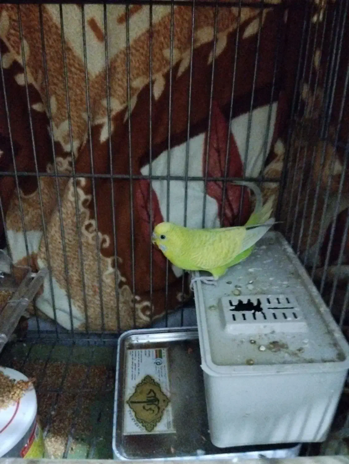 مرغ عشق|پرنده|مسجد سلیمان, |دیوار